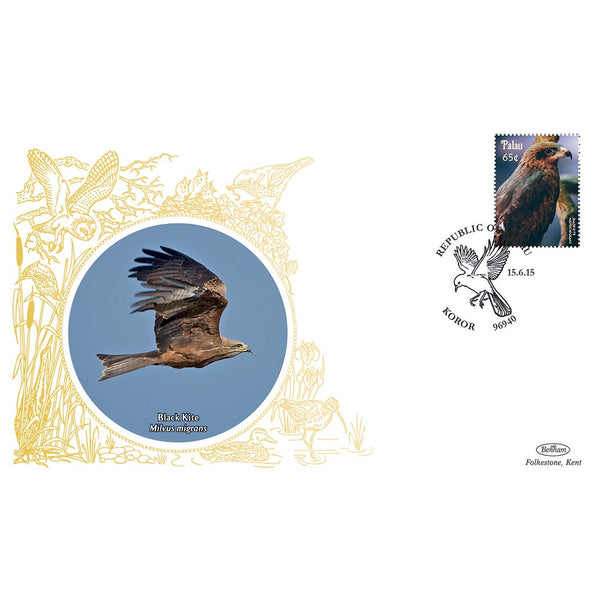 Palau Birds - Black Kite