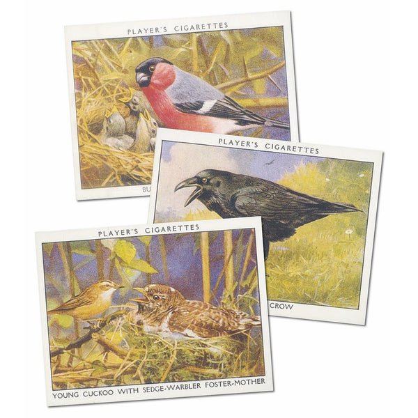 Wild Birds Reproduction Set of 25 cards