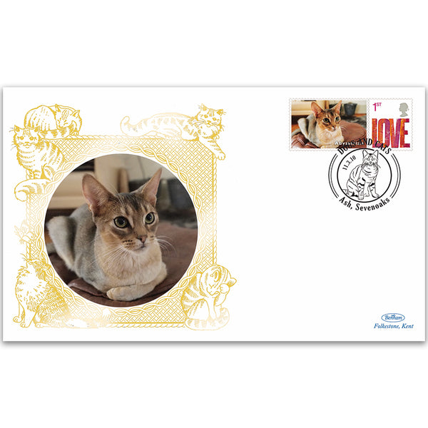 2010 GB Cats - Abyssinian